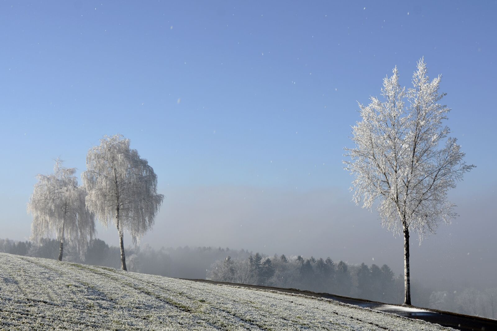 Nikon D7100 sample photo. Wintry, winter, trees photography