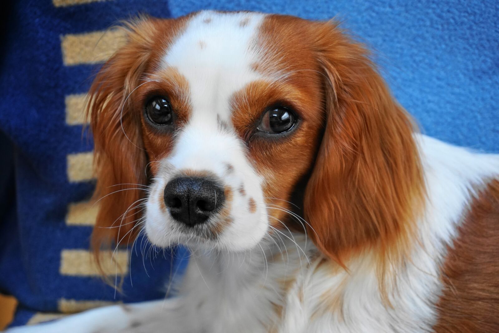 Sony E 16-50mm F3.5-5.6 PZ OSS sample photo. Dog, pet, mammal photography