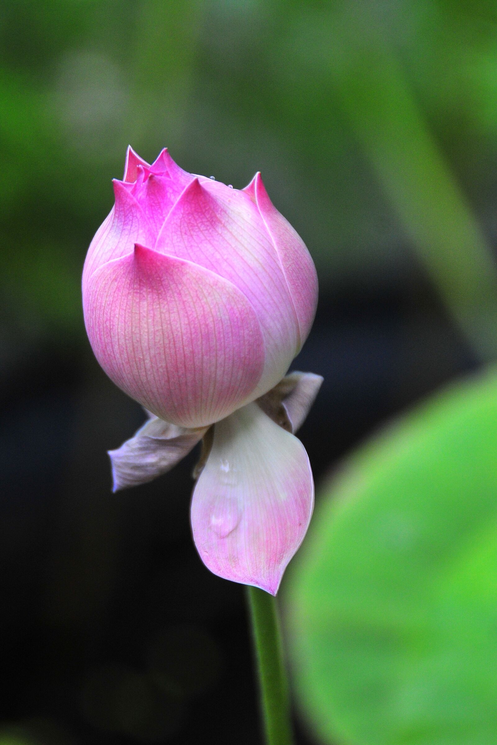 Nikon D300 sample photo. Flower, nature, plant photography