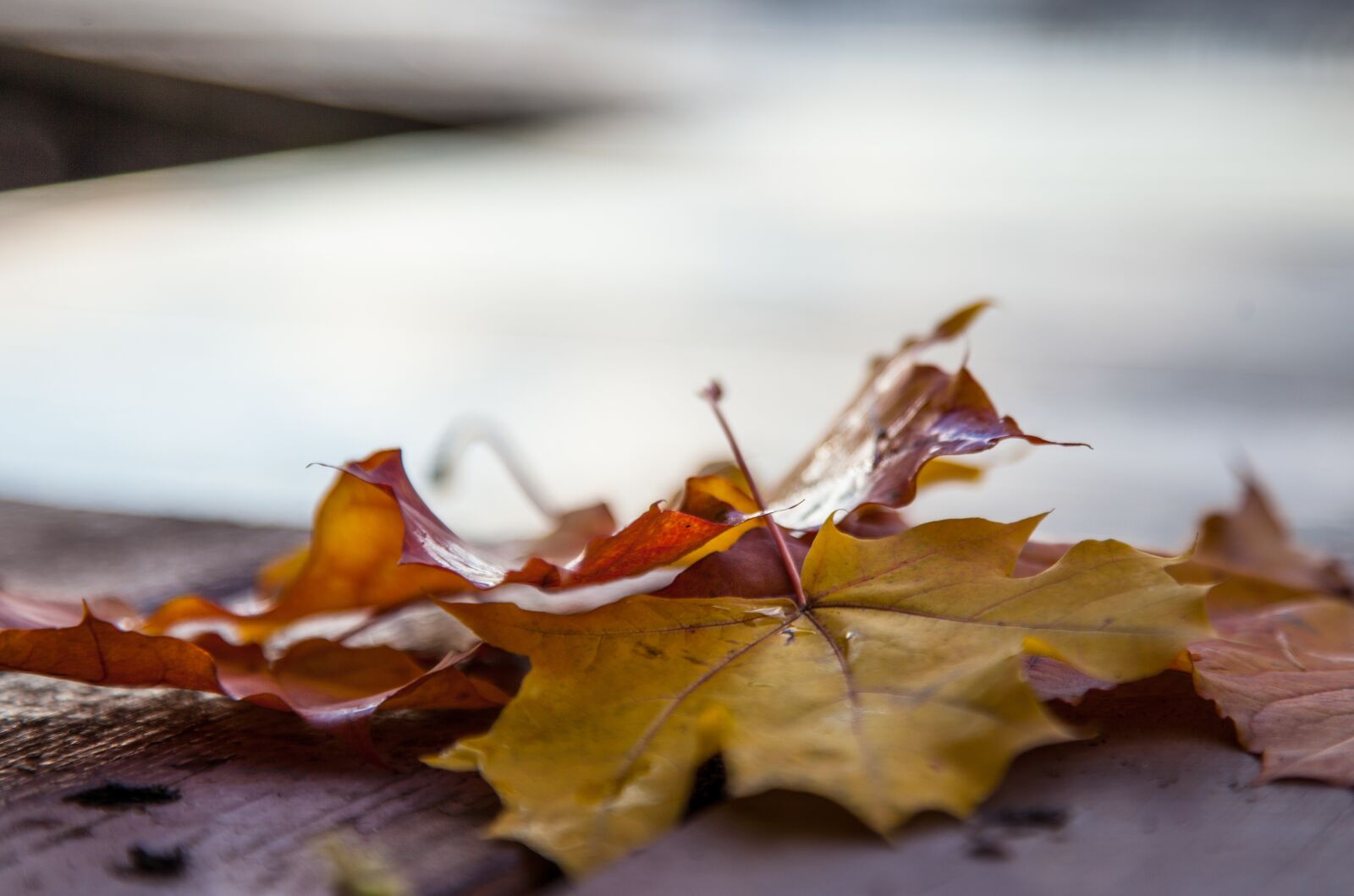 Canon EOS 5D Mark II sample photo. Autumn, leaves, maple photography