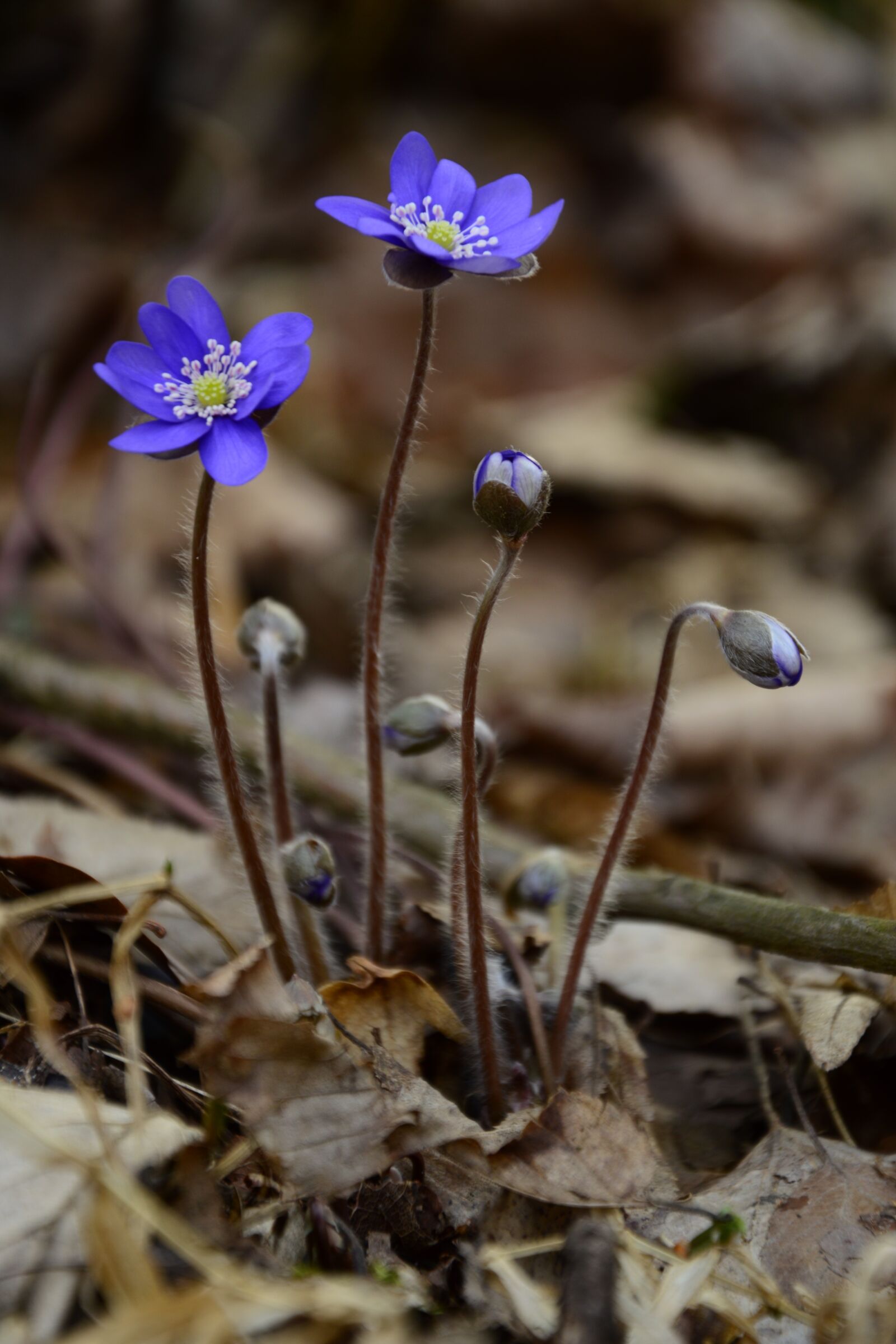 Nikon D3200 sample photo. Liverwort, beautiful, spring photography