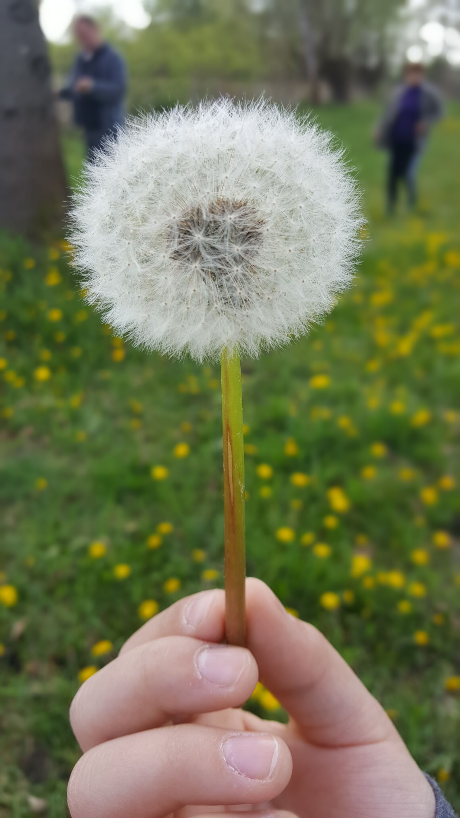 Samsung Galaxy S6 sample photo. Flower, spring, nature photography