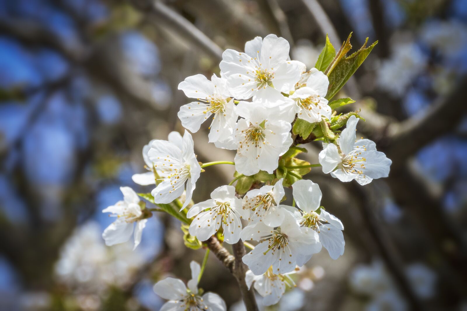 Nikon D5600 sample photo. Cherry blossom, cherry, spring photography