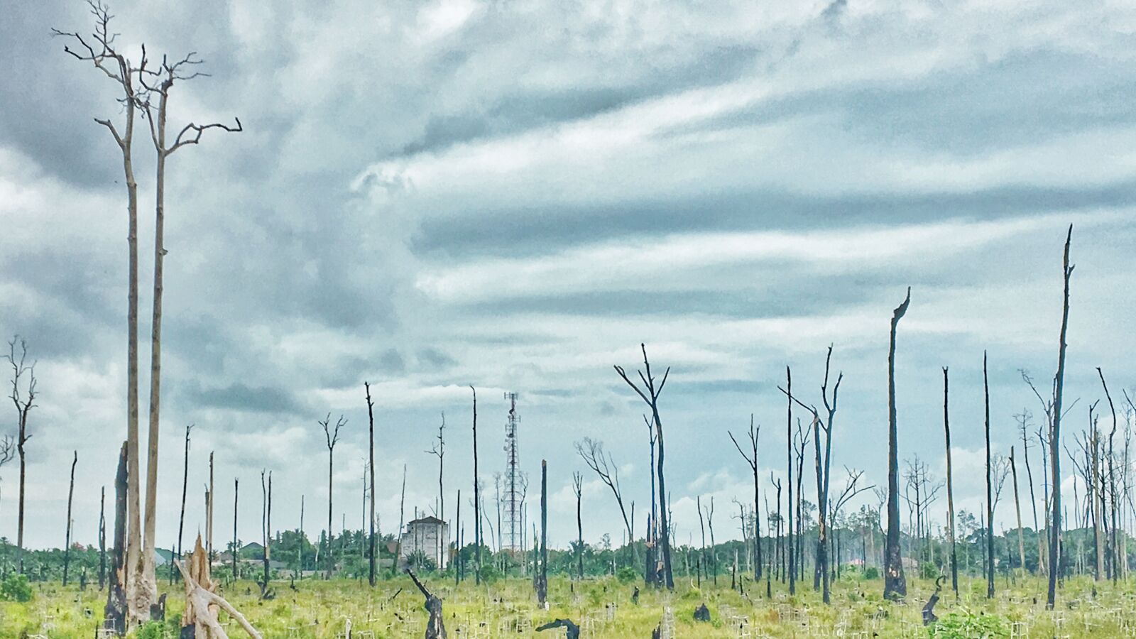 Apple iPhone 6s sample photo. Dead, tree, destruction, devastating photography