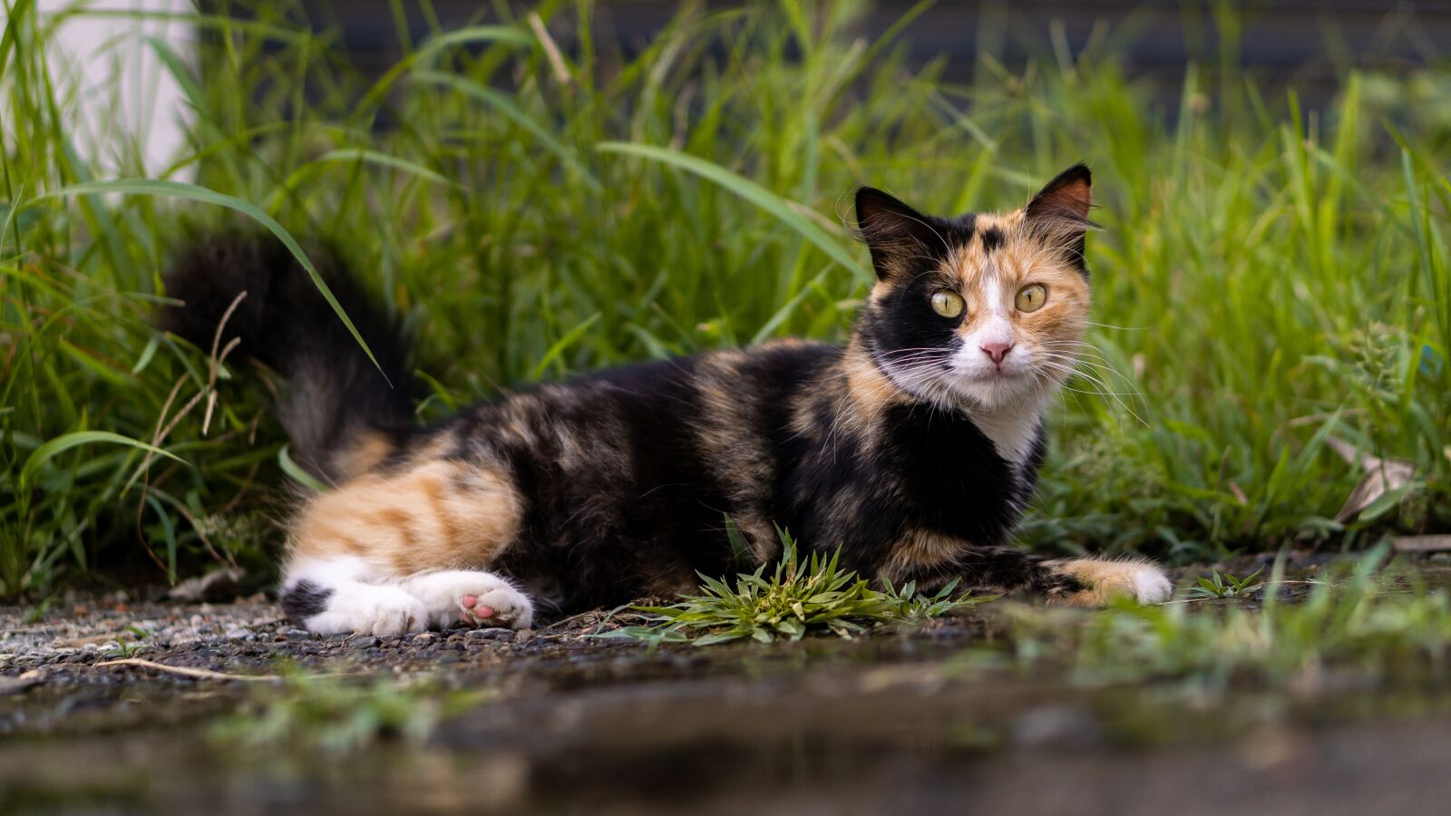 E 50mm F1.8 OSS sample photo. Cat, animal, eyes photography