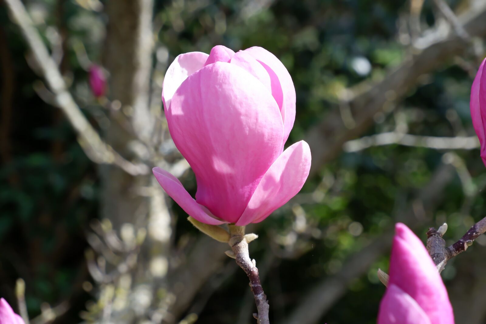 Fujifilm X-T100 sample photo. Magnolia, pink, spring photography