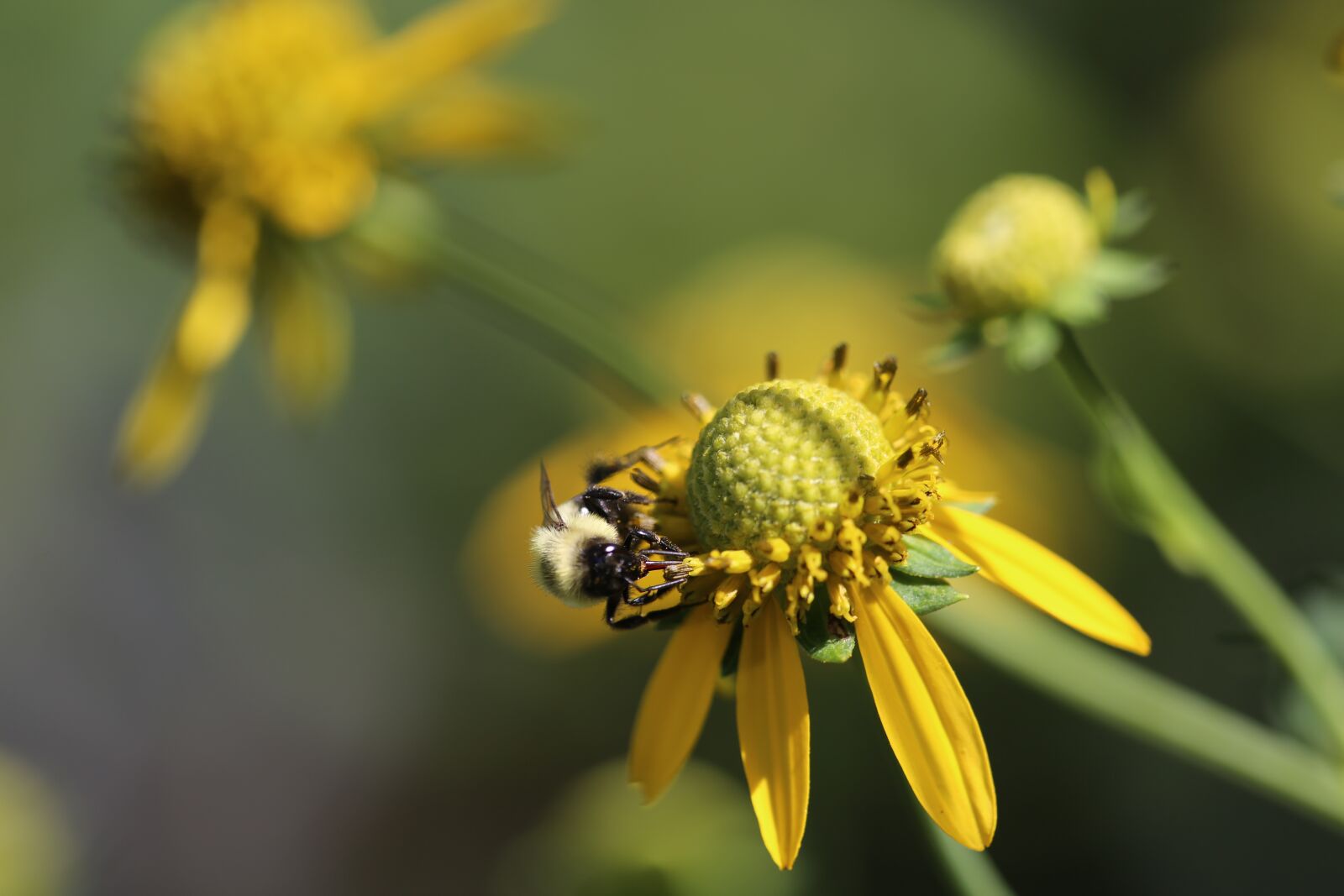 Canon EF 180mm F3.5L Macro USM sample photo. Nature, flower, insect photography