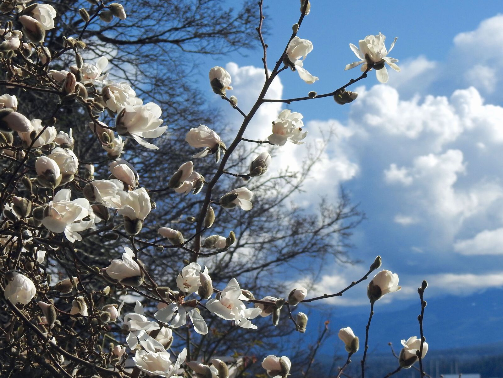 Nikon Coolpix P900 sample photo. White magnolia, flowers, bloom photography
