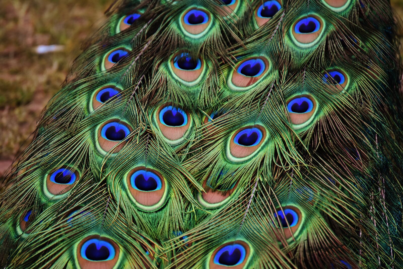 Nikon D7200 sample photo. Peacock feathers, colorful, bird photography
