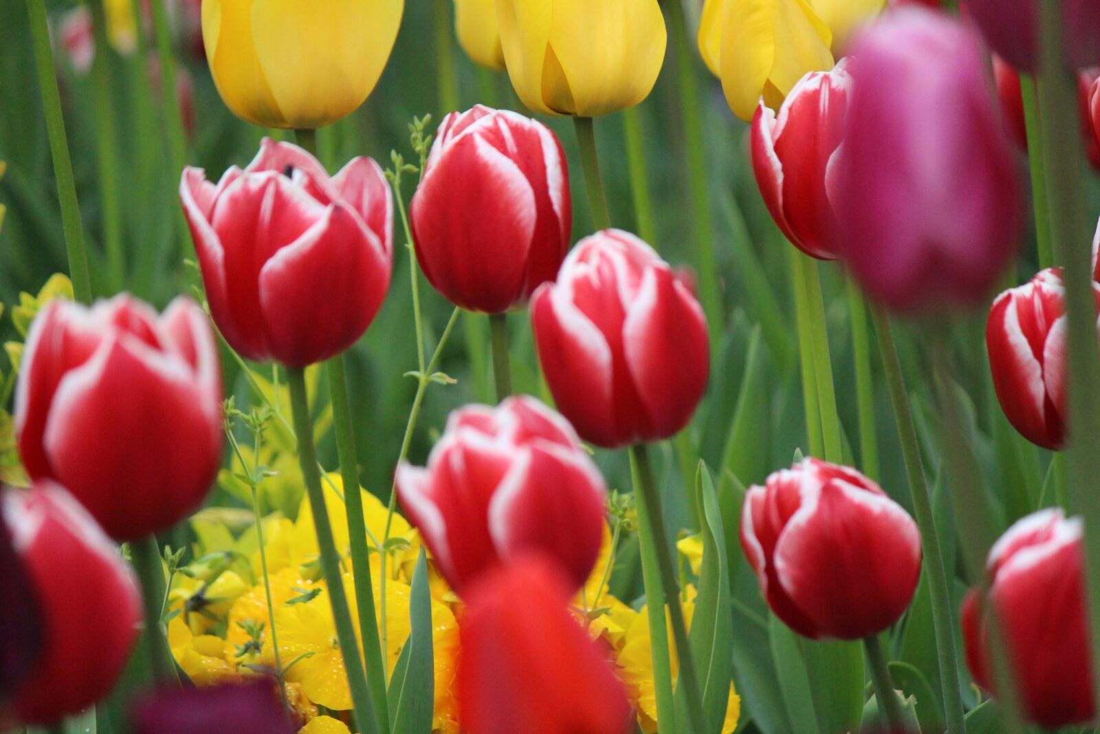 Canon EOS 100D (EOS Rebel SL1 / EOS Kiss X7) sample photo. Tulip, flowers, nature photography