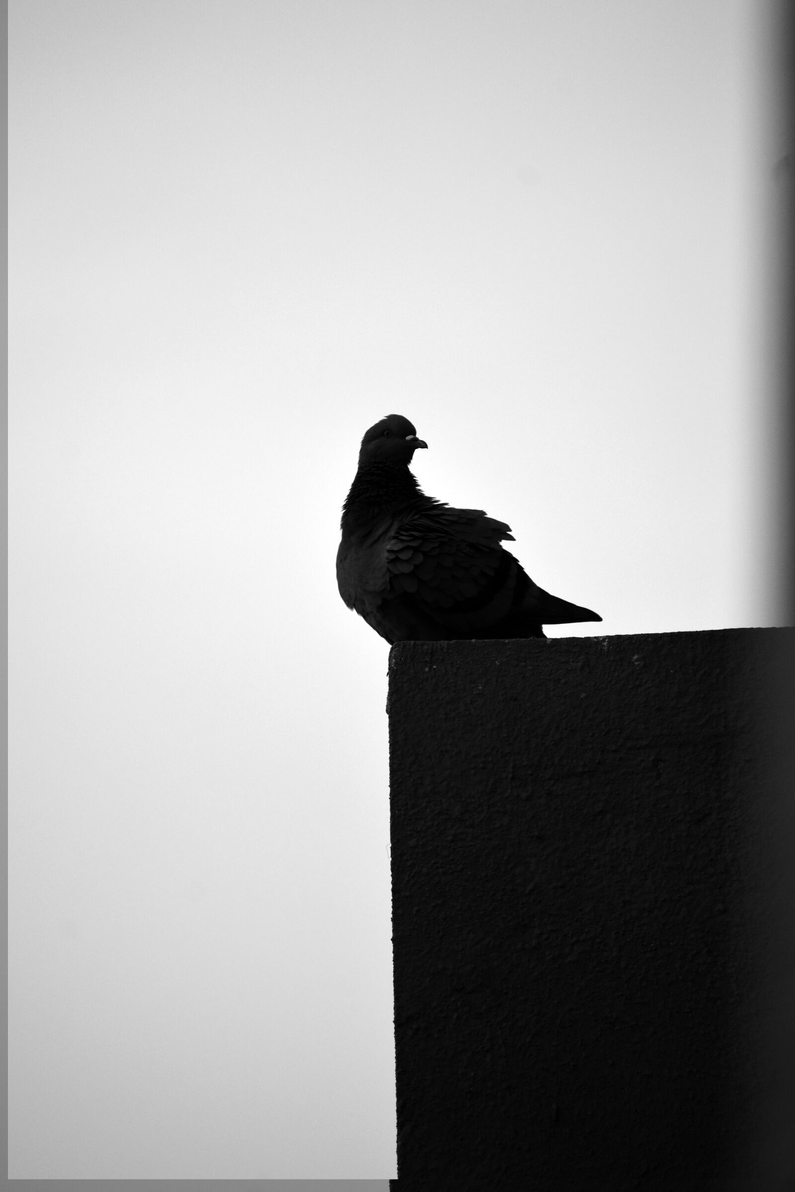 Nikon D3400 sample photo. Black-and-white, birds, wildlife photography