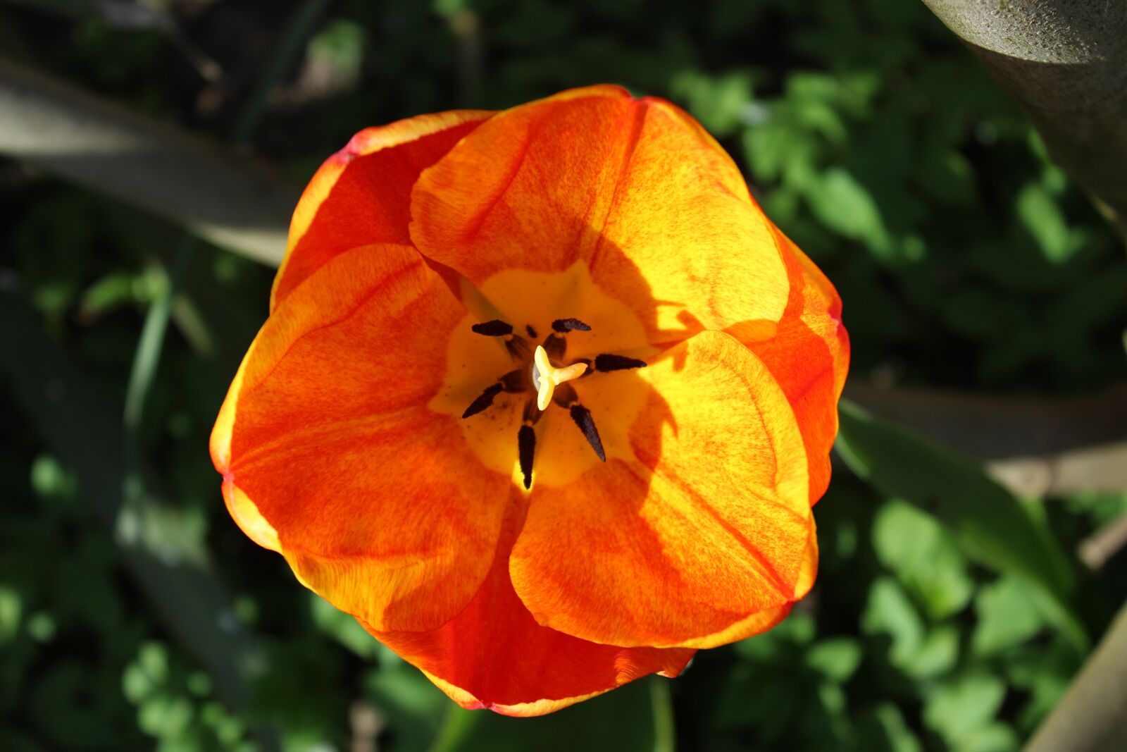 Canon EOS 600D (Rebel EOS T3i / EOS Kiss X5) sample photo. Tulip, flower, color photography