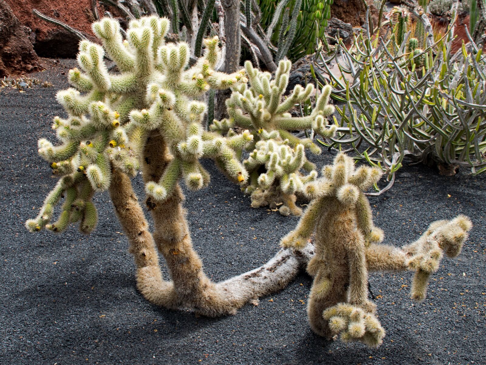 Nikon D5300 sample photo. Jardin de cactus, cactus photography