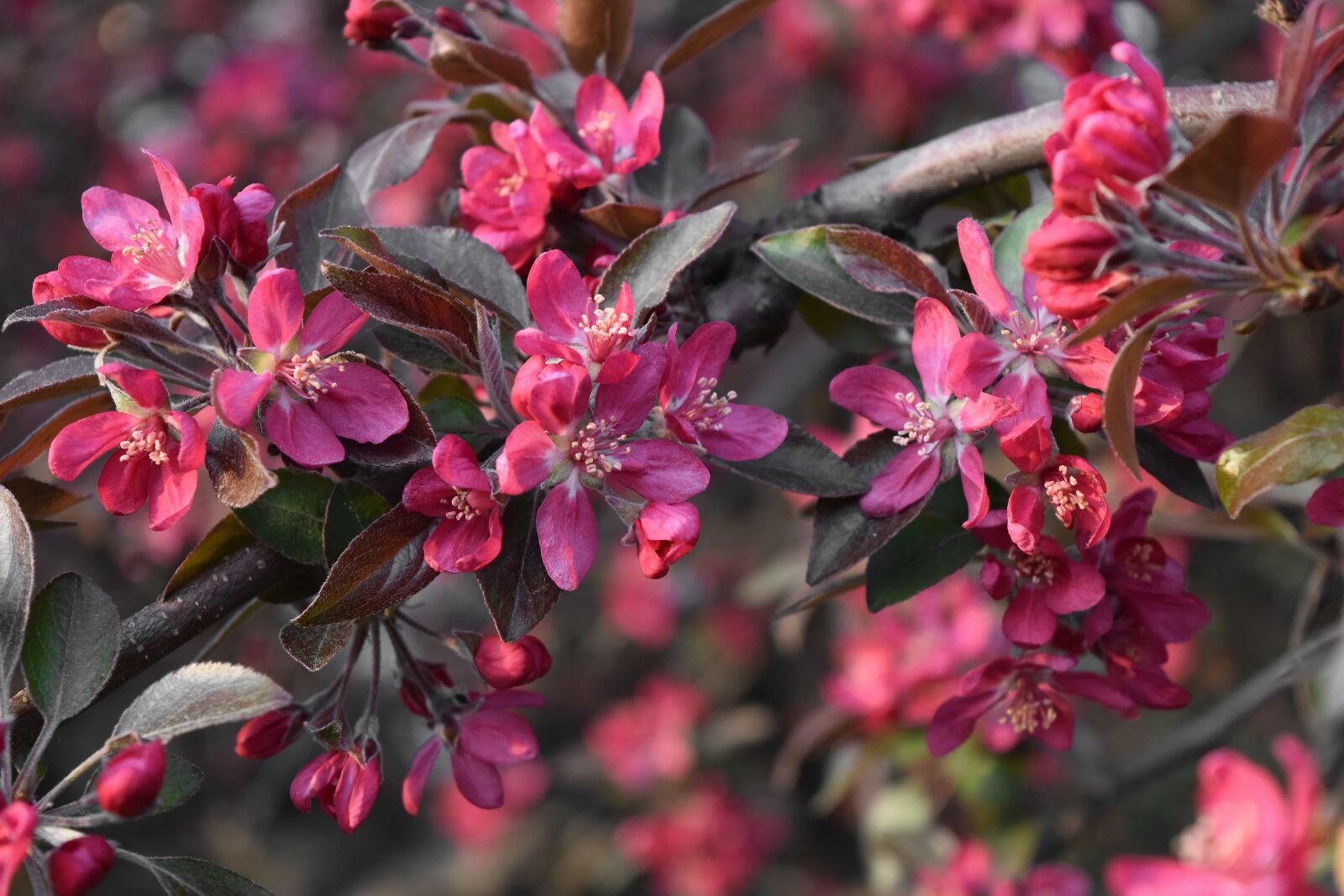 Nikon D5500 sample photo. Spring time, flower, flora photography