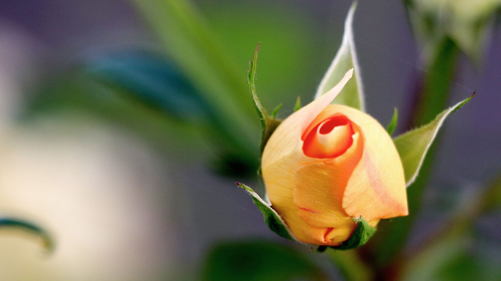 Canon EOS 77D (EOS 9000D / EOS 770D) sample photo. Rose, background, rose bloom photography