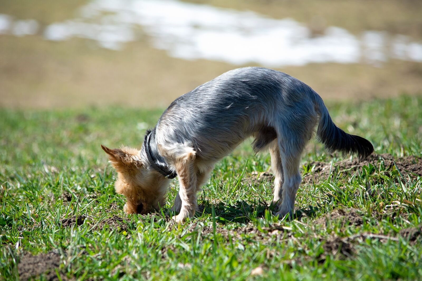 Nikon D7100 sample photo. Dog, out, sniffing photography