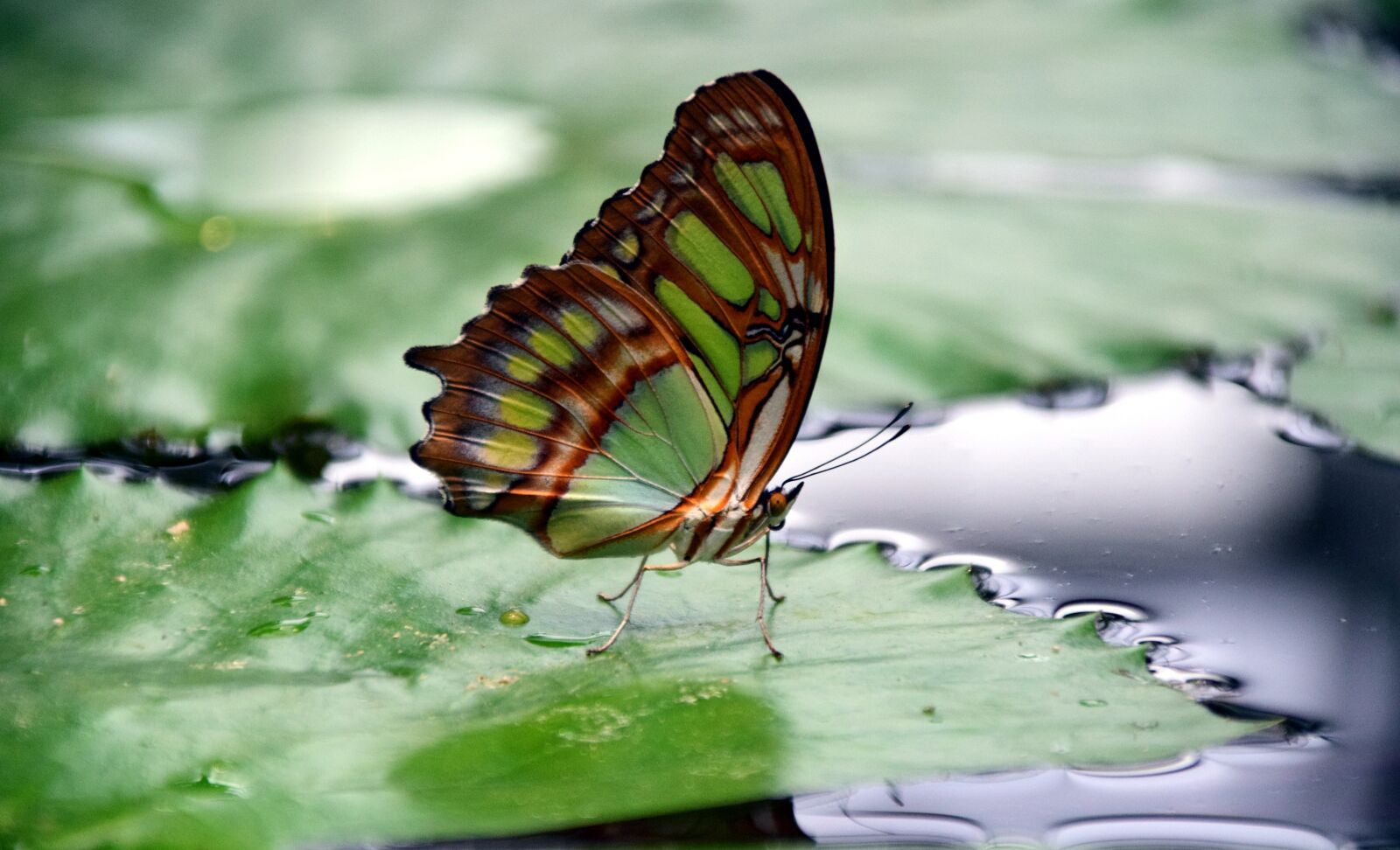 Nikon D3300 sample photo. Malachite, spirotea steles, butterfly photography