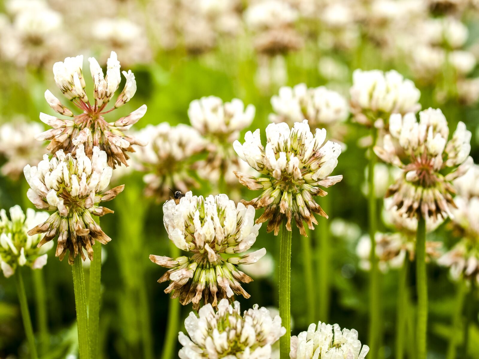 Olympus E-3 sample photo. White clover, klee, flower photography