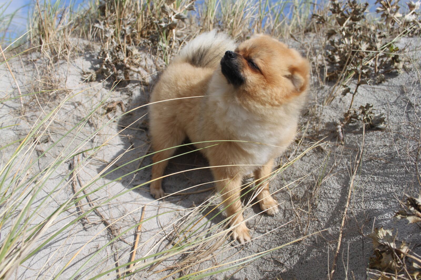 Canon EOS 500D (EOS Rebel T1i / EOS Kiss X3) sample photo. Pomeranian, spitz miniature, dog photography