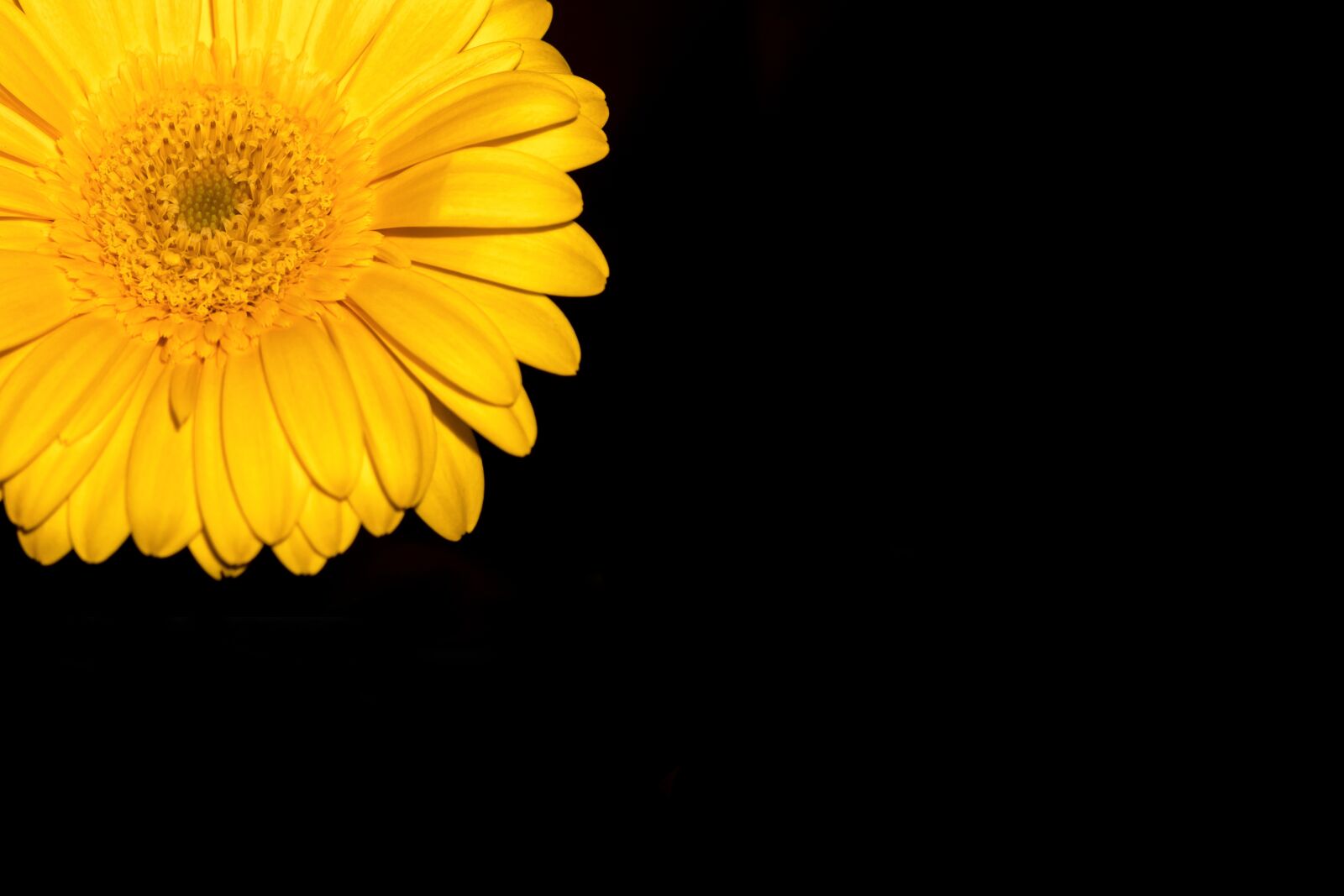 Canon PowerShot G3 X sample photo. Gerbera, flower, blossom photography