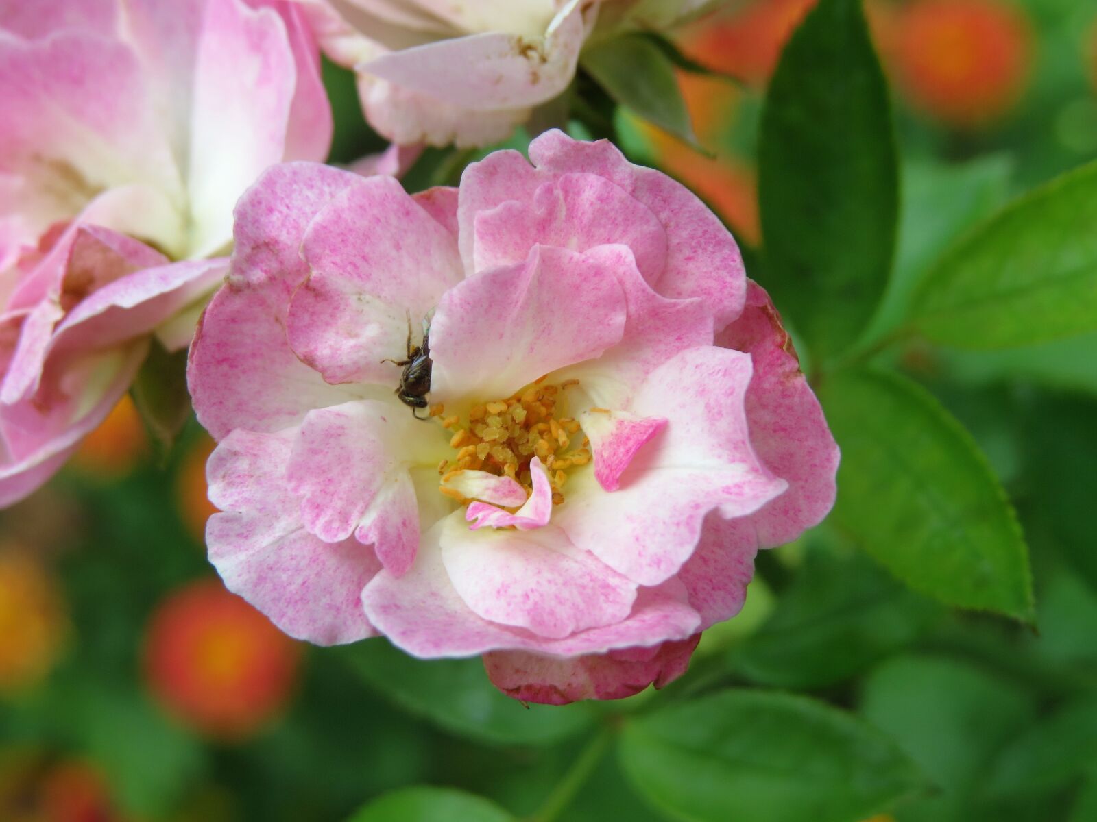 Canon PowerShot SX50 HS sample photo. Rose, pink, bloom photography