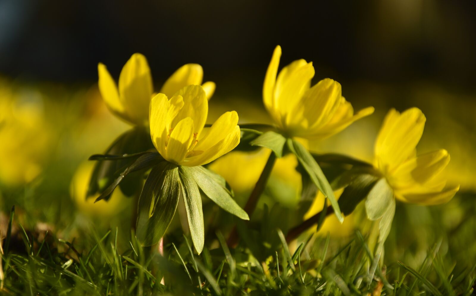 Nikon D3200 sample photo. Winter linge, eranthis hyemalis photography