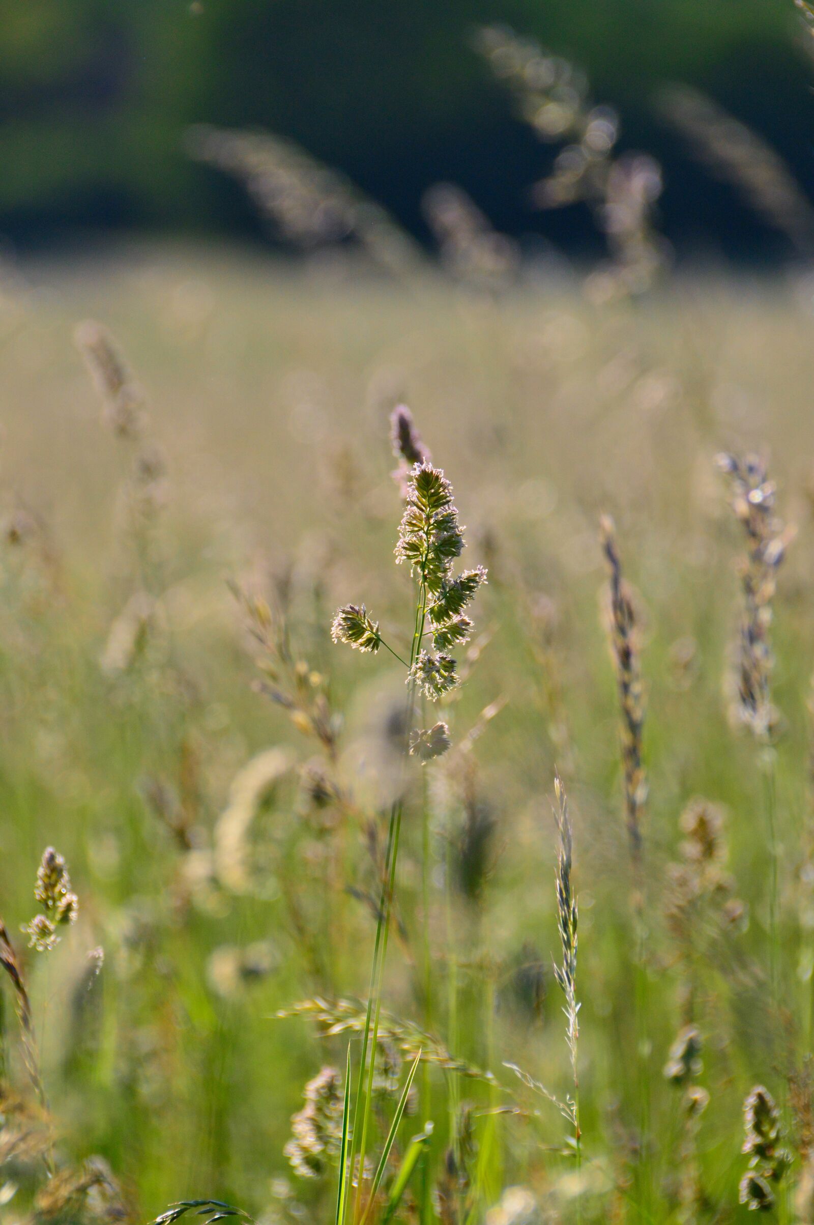 Nikon D3200 sample photo. Grass, mature grass, field photography