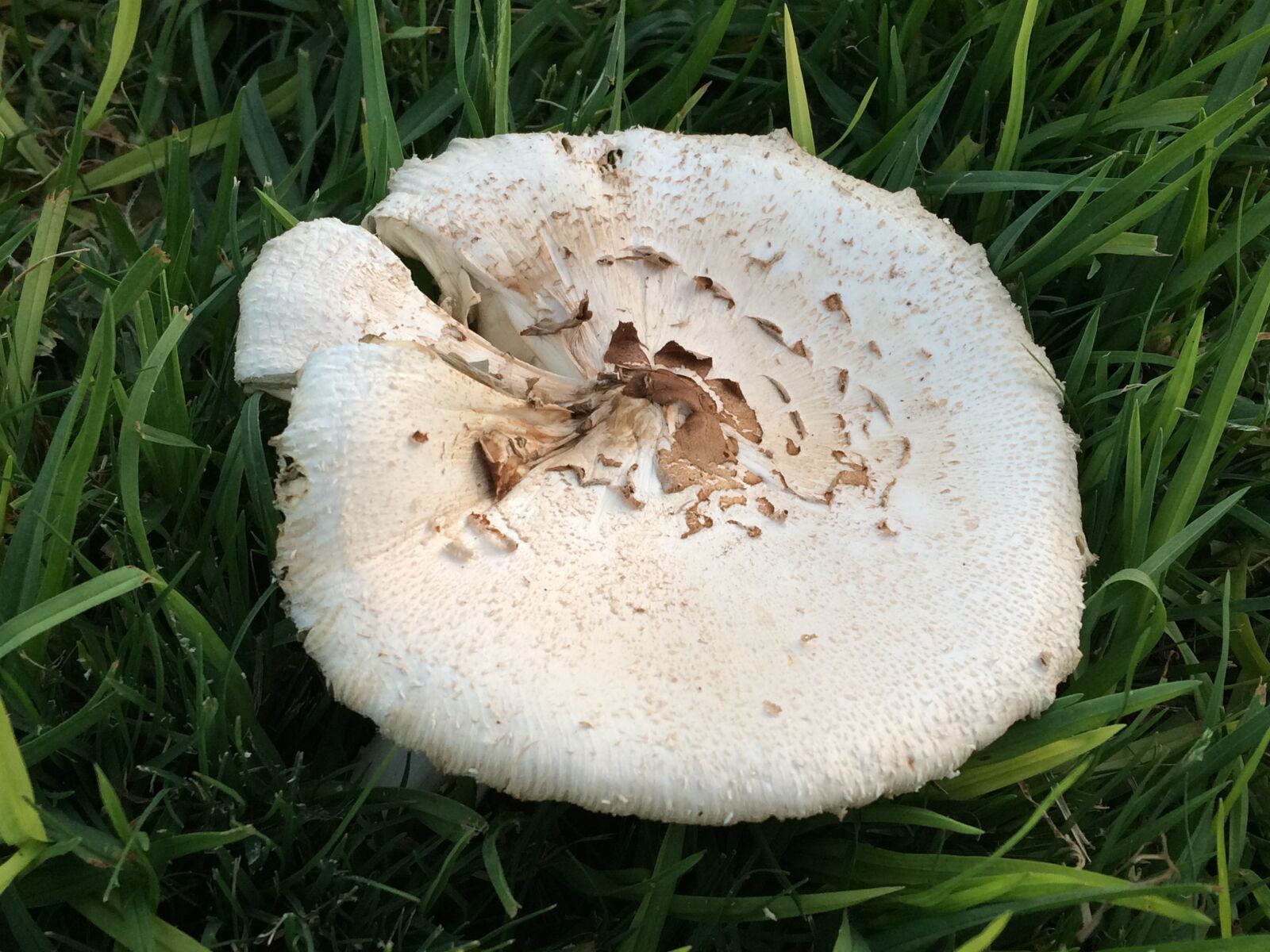iPhone 5s back camera 4.12mm f/2.2 sample photo. Forest, mushroom, plant photography