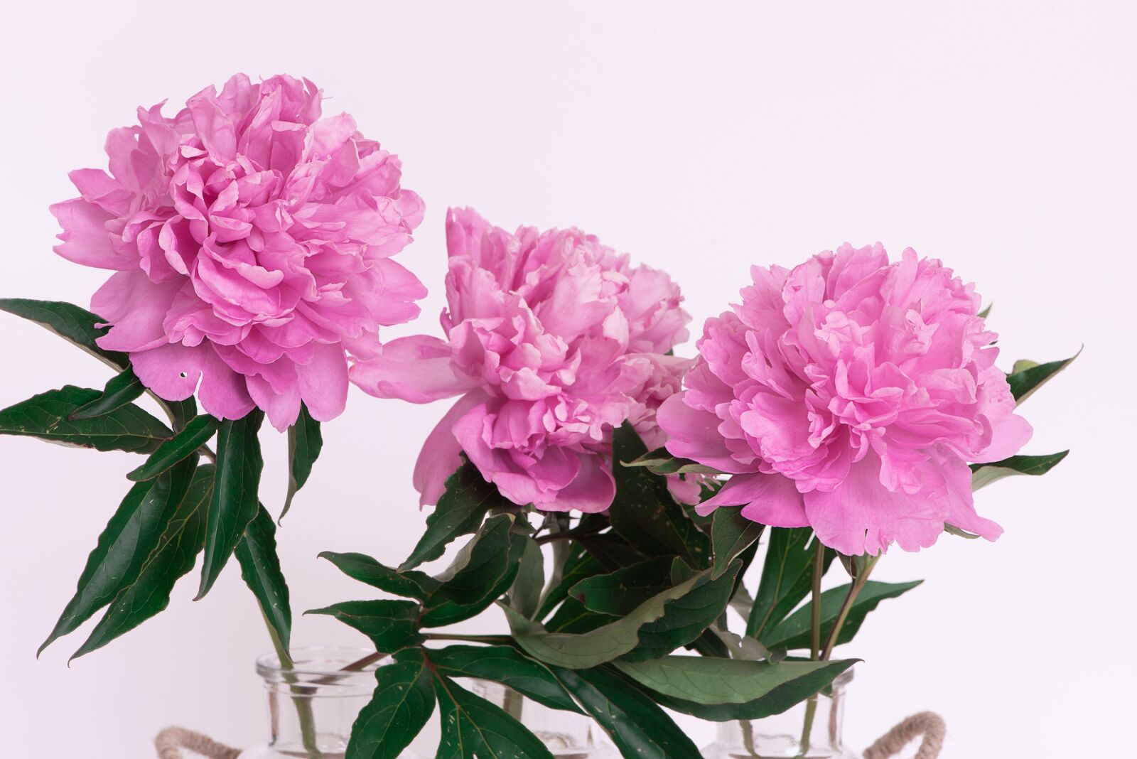 Nikon D750 sample photo. Peony, pink, pink peonies photography