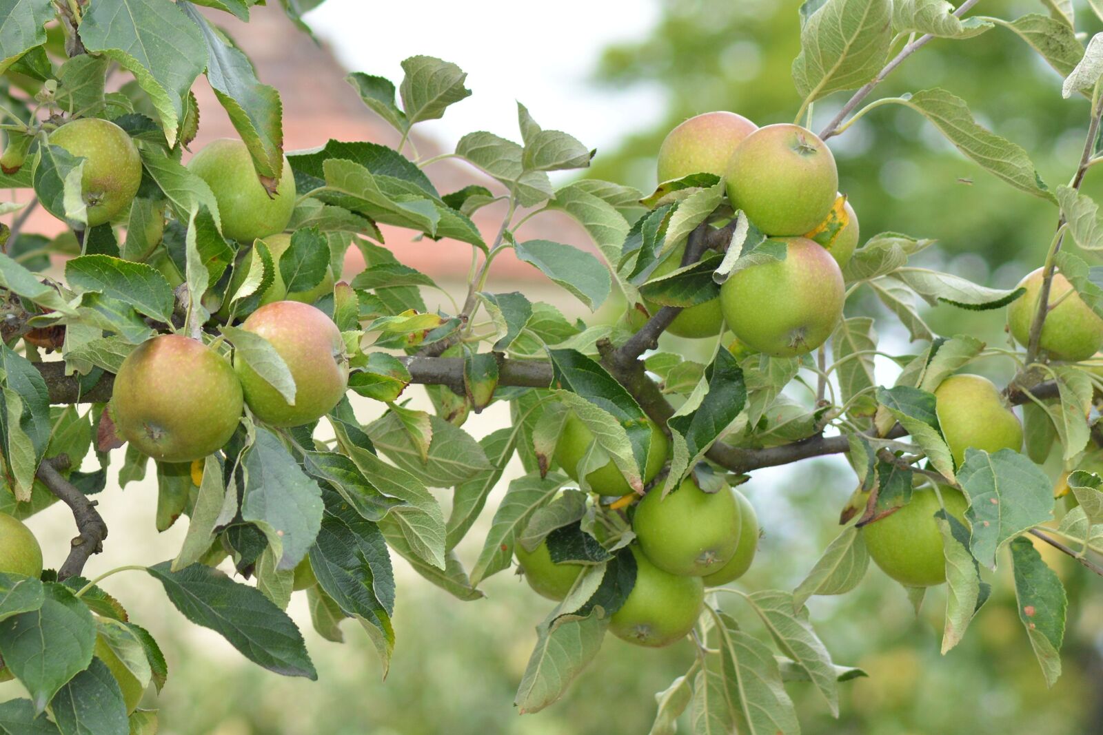 Nikon D3200 sample photo. Apple, apple tree, branch photography