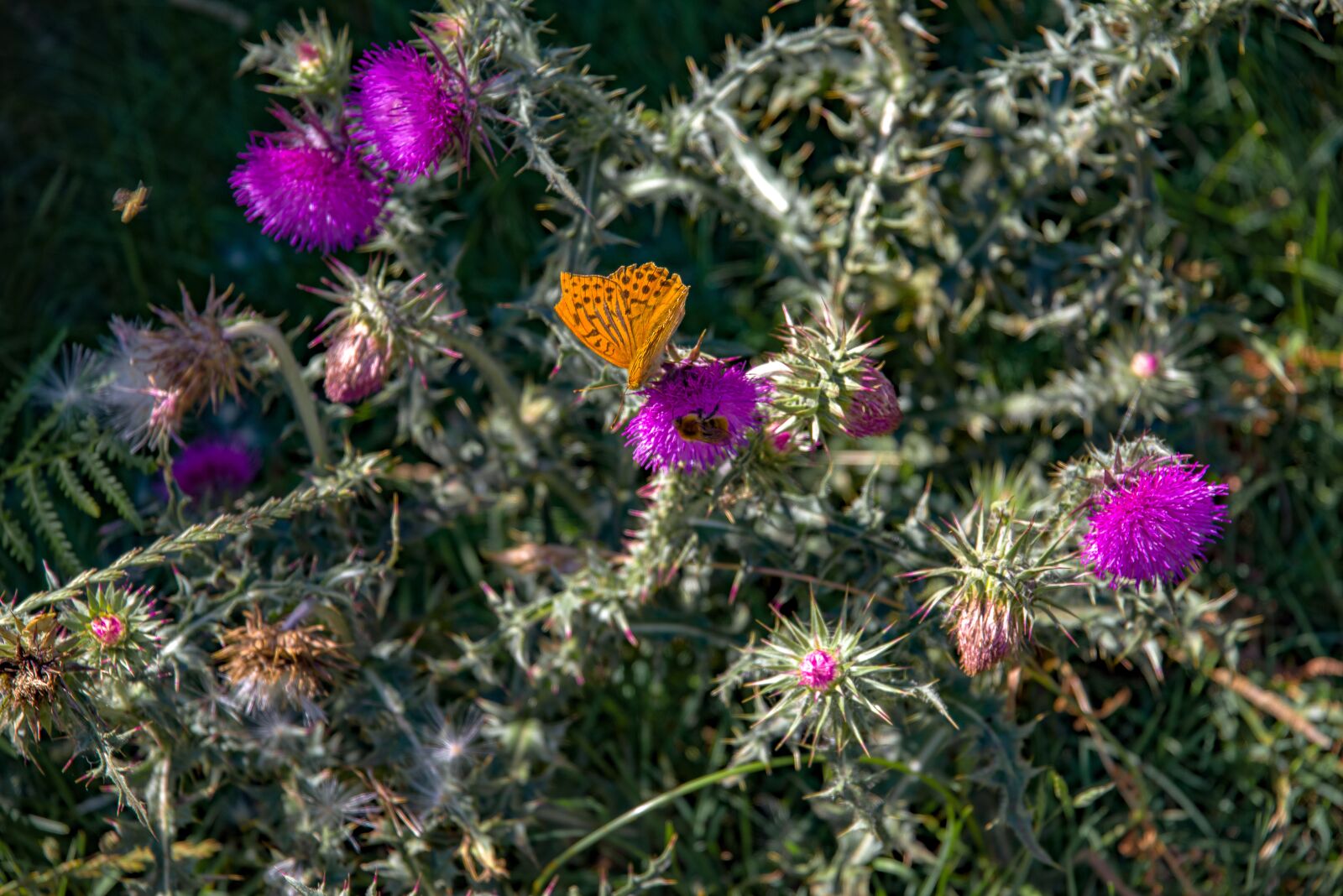 Pentax K-1 Mark II sample photo. Flower, thistle, plant photography