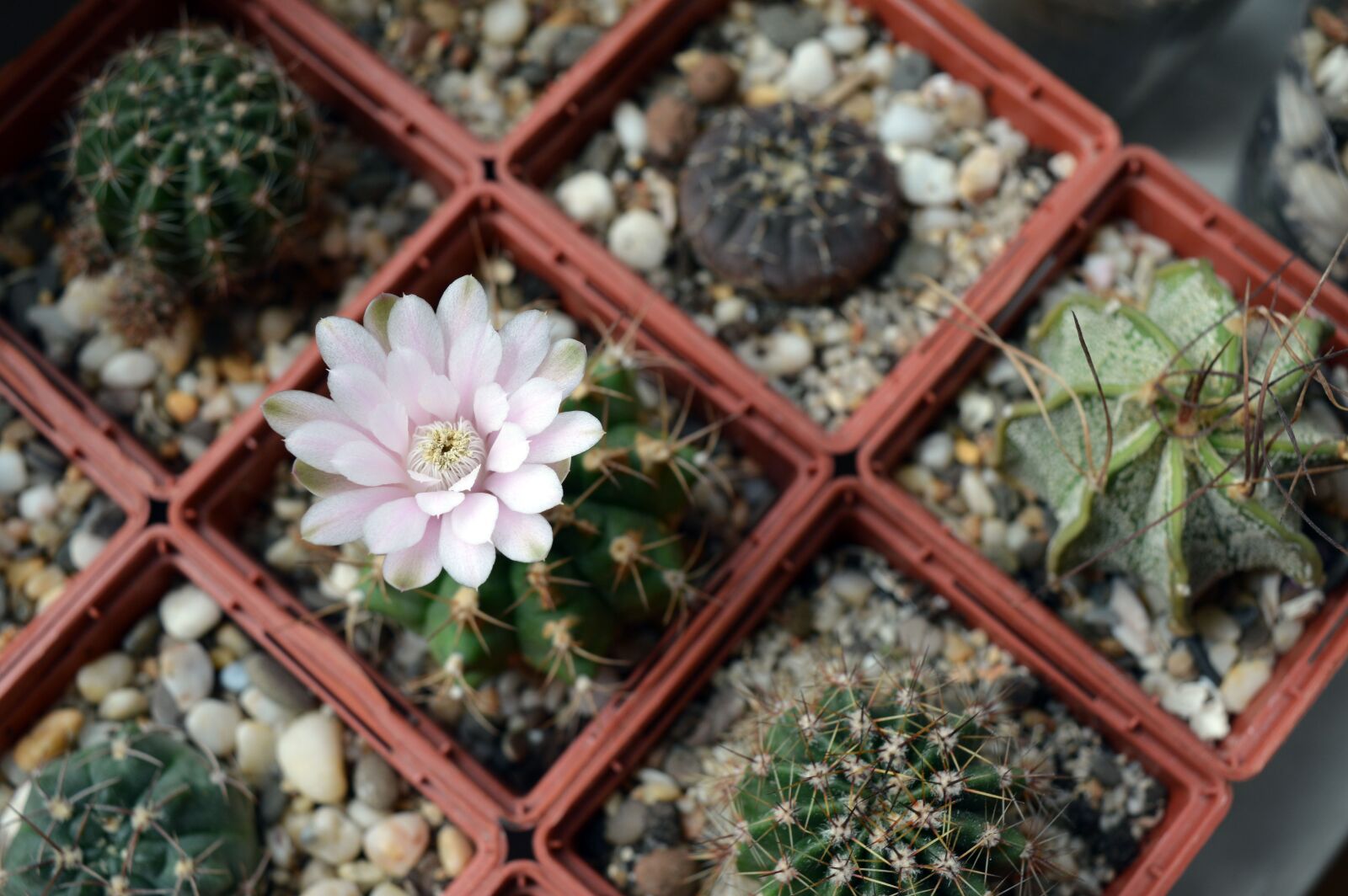 Nikon D3200 sample photo. Plants in pots, cactus photography