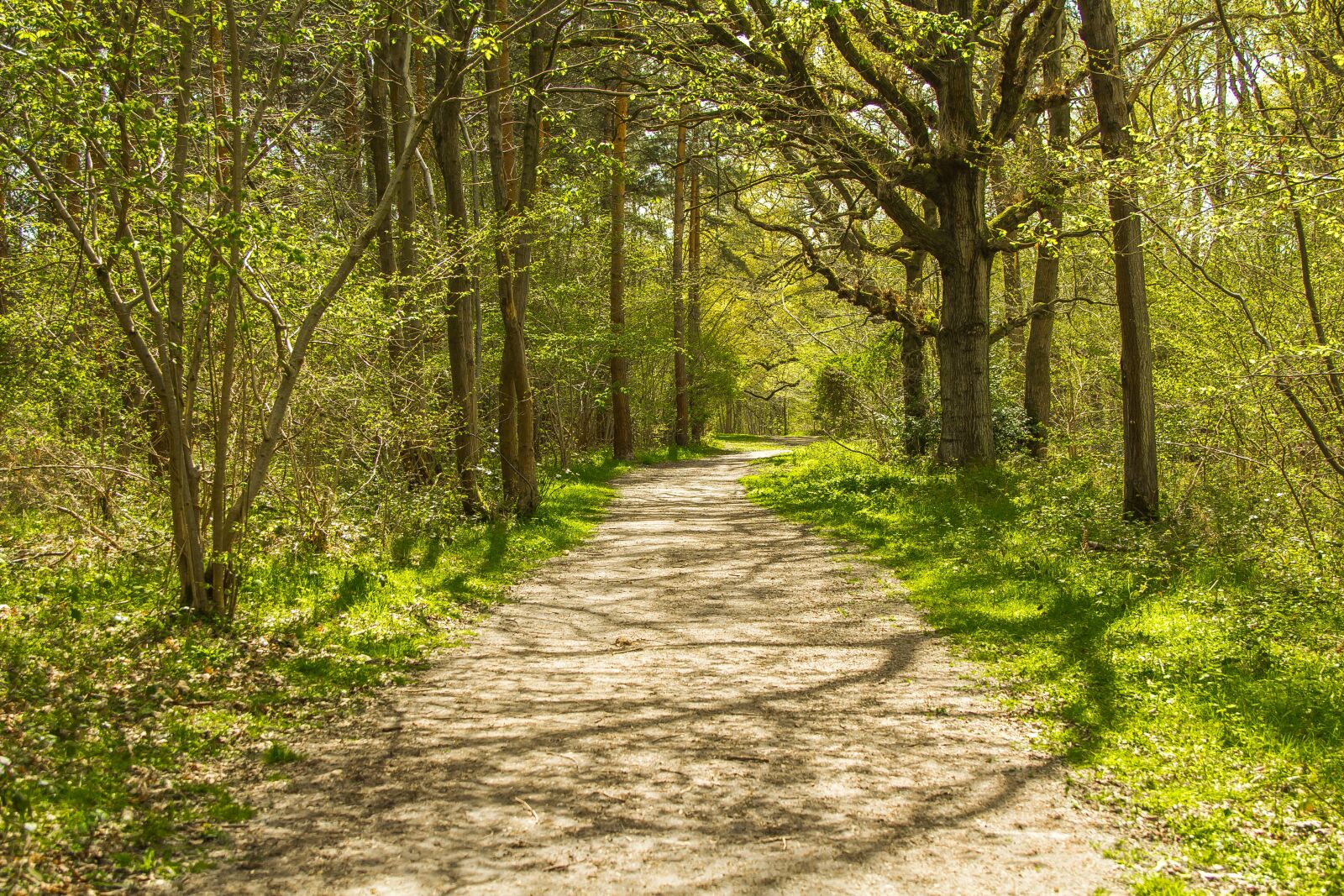 Canon EOS 60D + Canon EF 24-105mm F4L IS USM sample photo. Forest road, nature, england photography