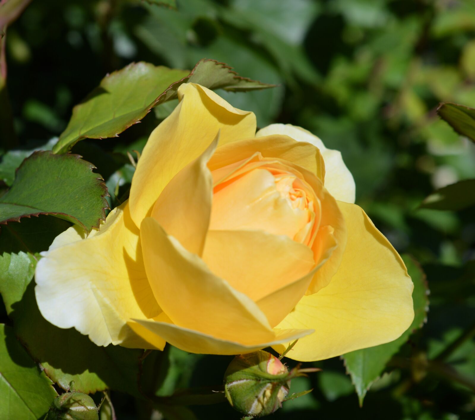 Nikon D3200 sample photo. Rose, floribunda, rose bloom photography