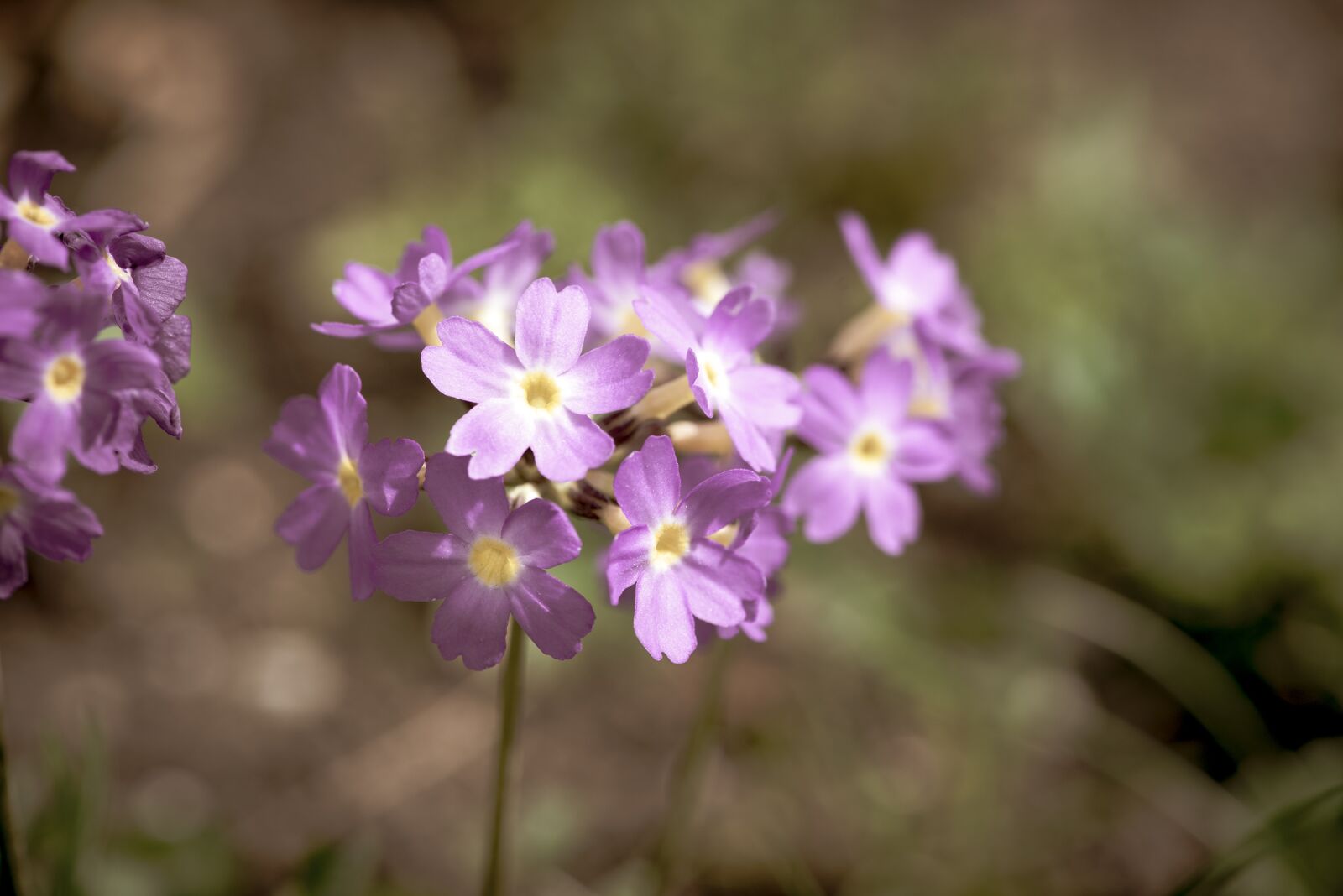Nikon D750 sample photo. Primrose, pink, drumstick photography
