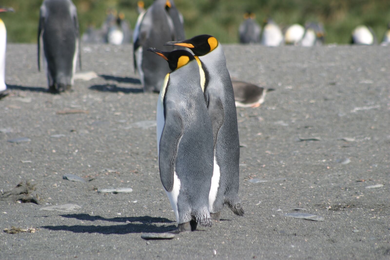 Canon EOS 10D sample photo. Penguins, king penguin, antarctica photography