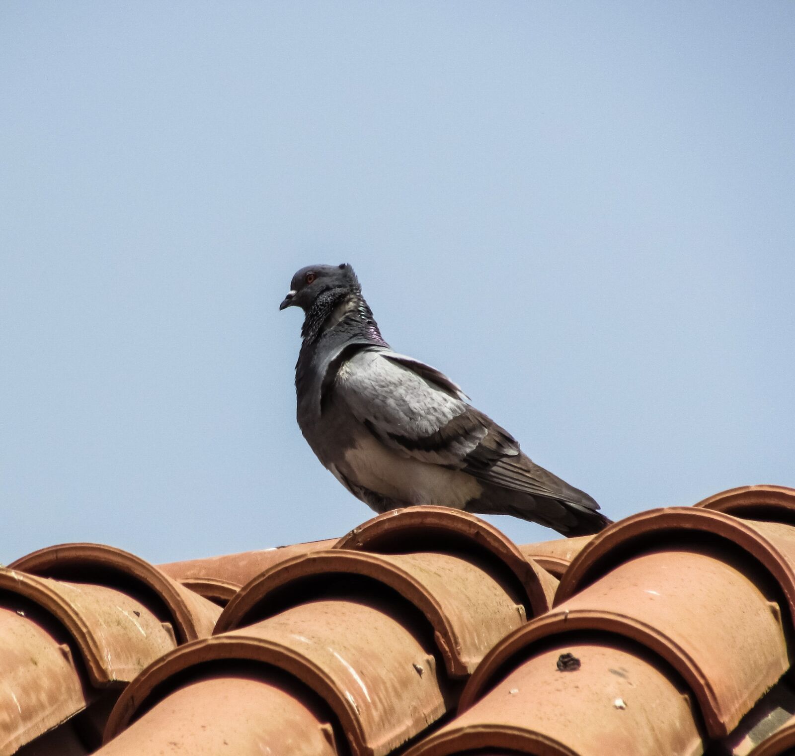Canon PowerShot SX400 IS sample photo. Pigeon, bird, animal photography
