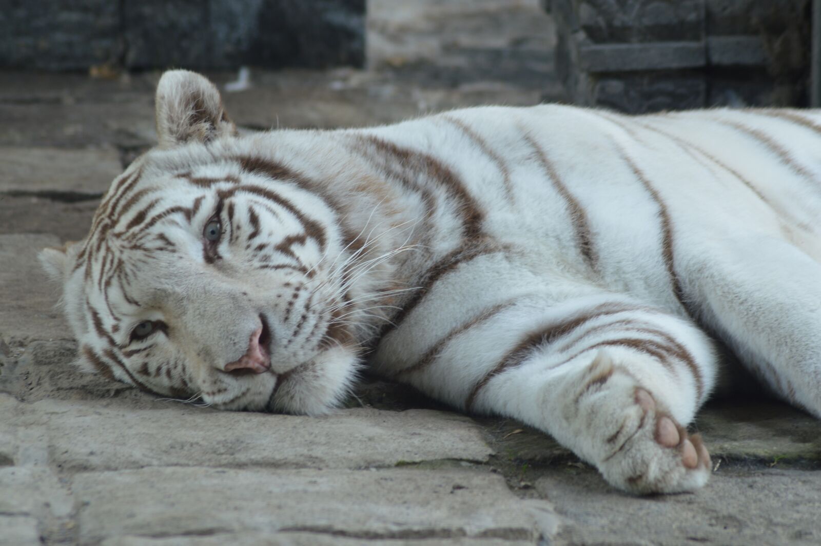 Nikon D3200 sample photo. Tiger, white, lying photography