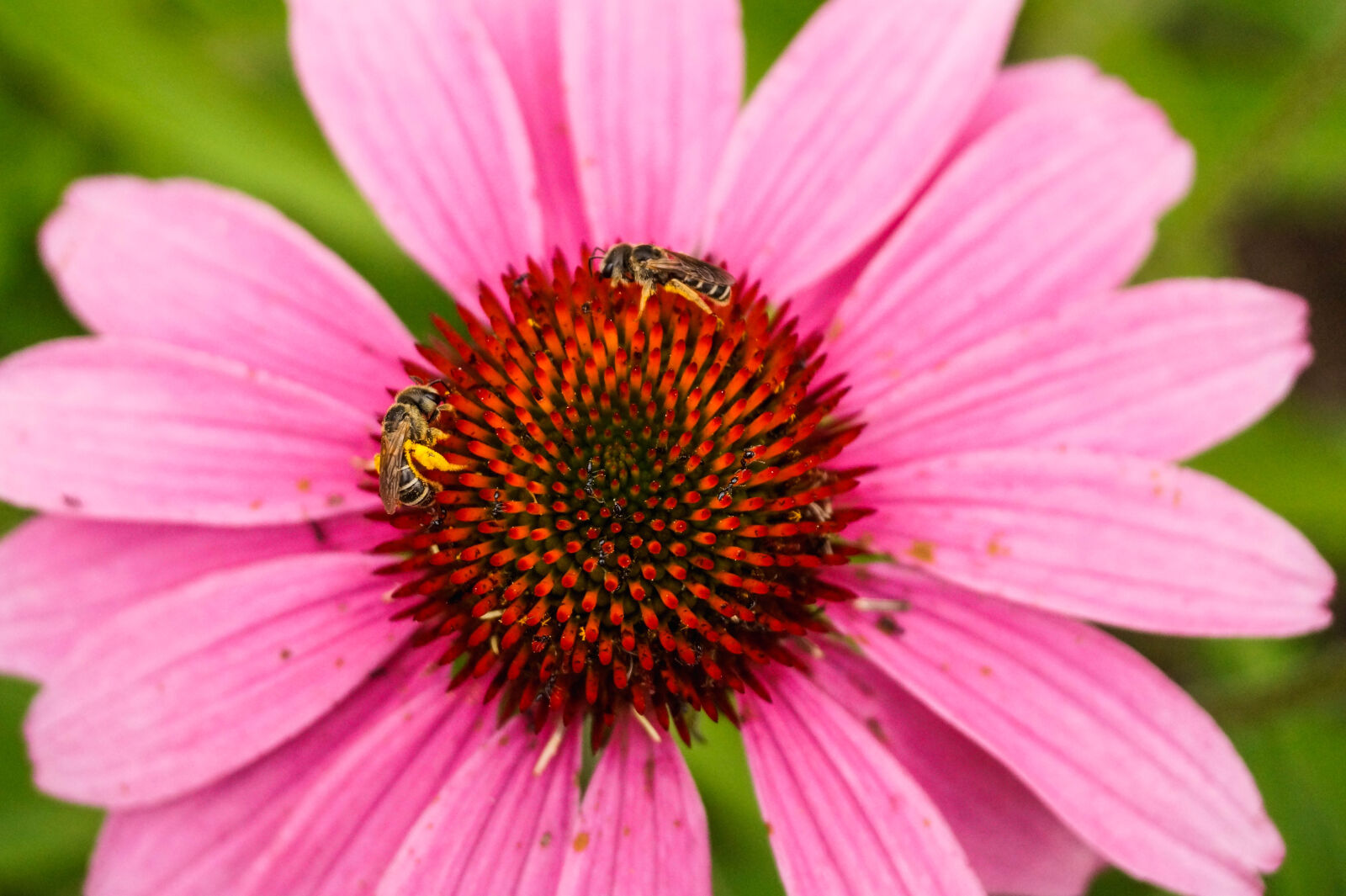 Sony DT 18-55mm F3.5-5.6 SAM II sample photo. Bug, nature, bee, flower photography