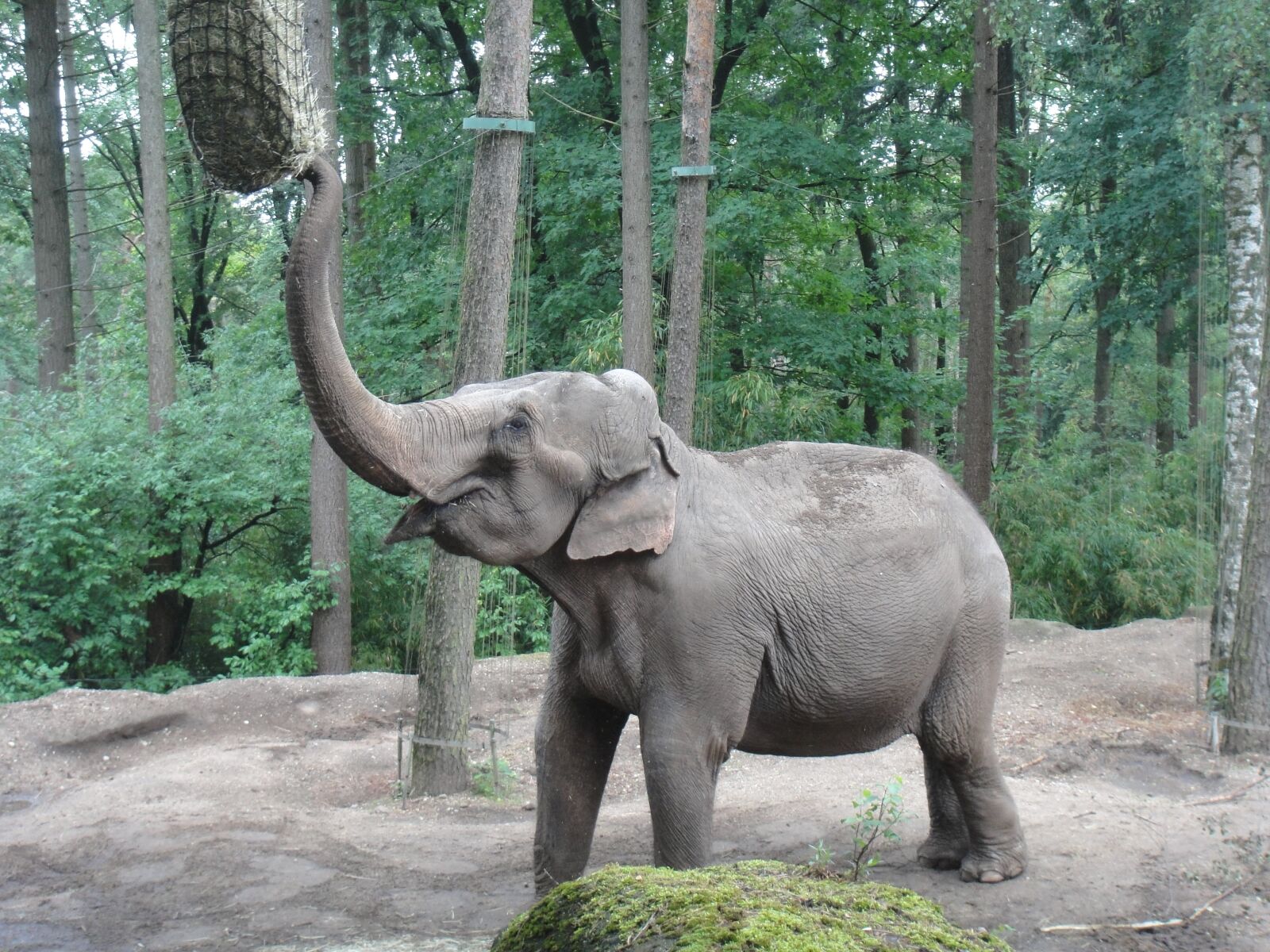 Sony DSC-TX1 sample photo. Elephant, animal, trunk photography