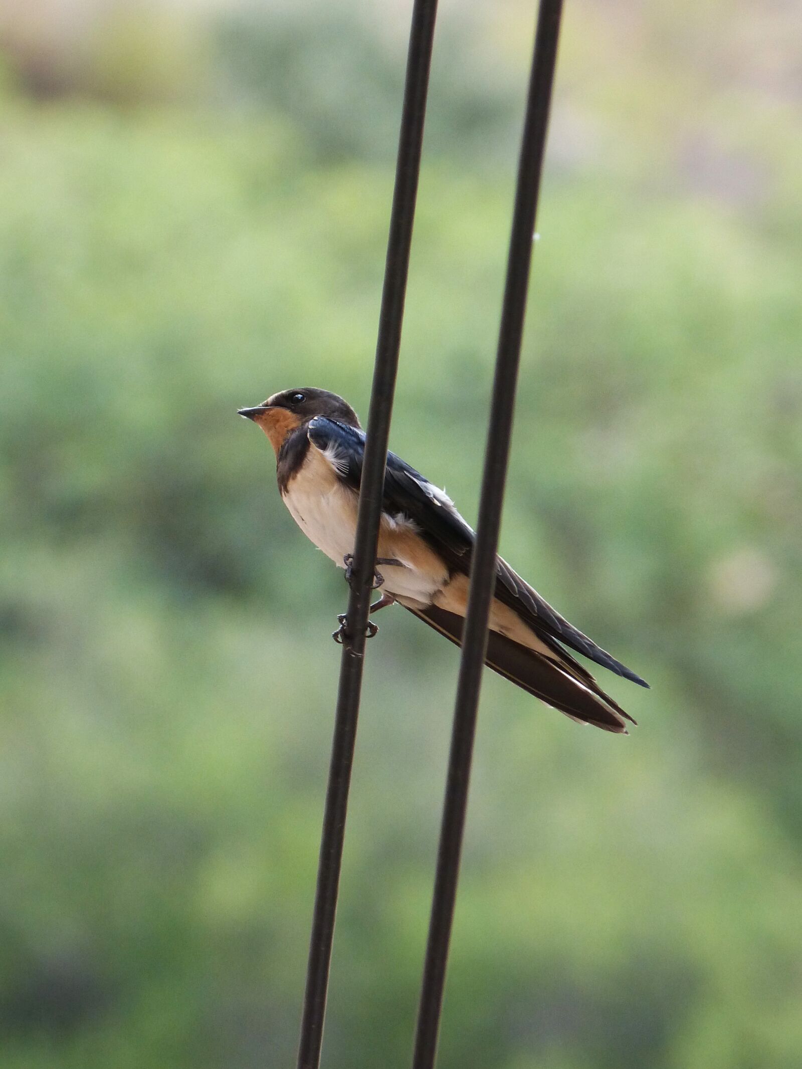 Panasonic DMC-FZ62 sample photo. Swallow, oreneta, hirundo ru photography