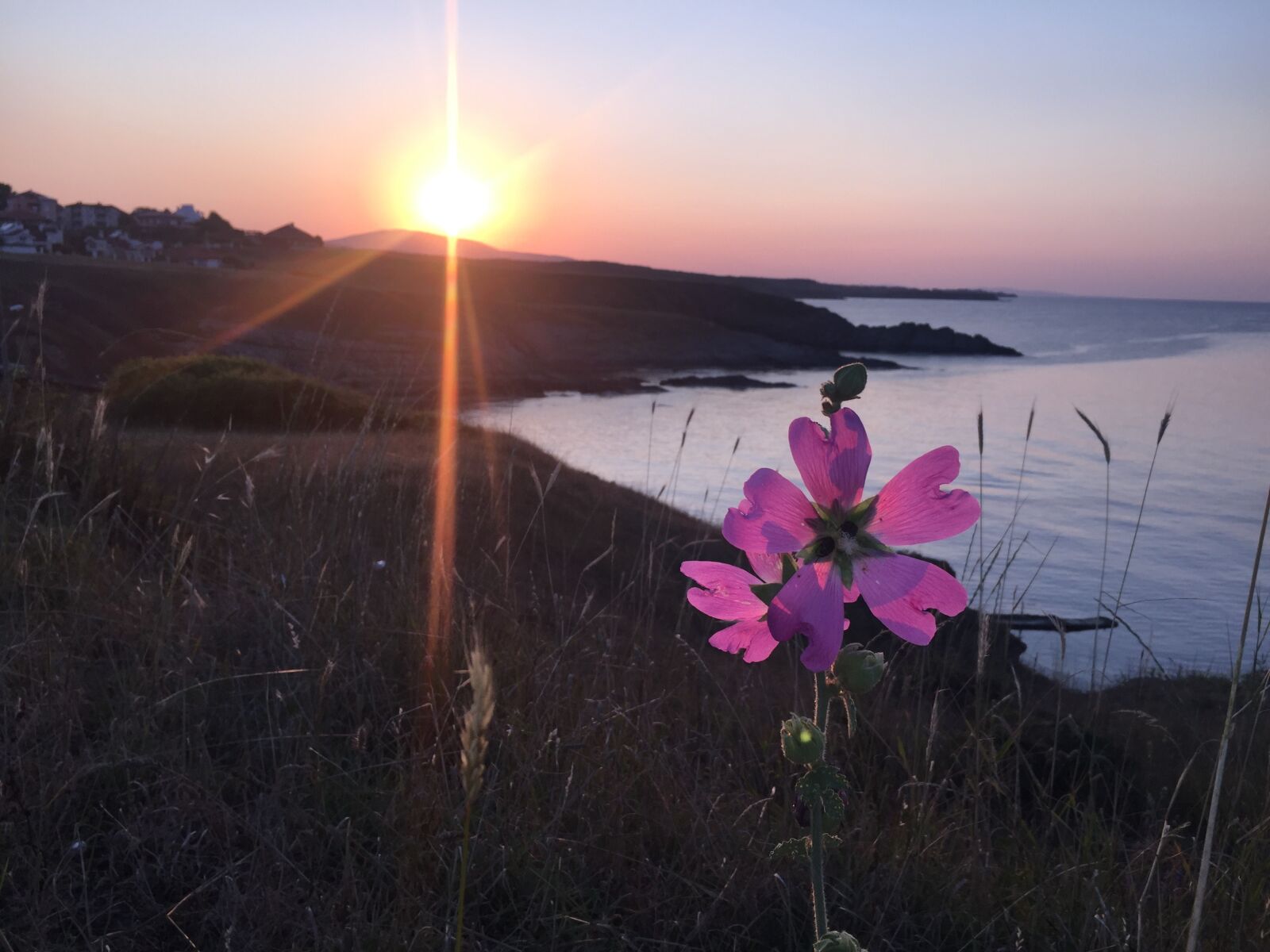 Apple iPhone 6 sample photo. Sunset, flower, colors photography