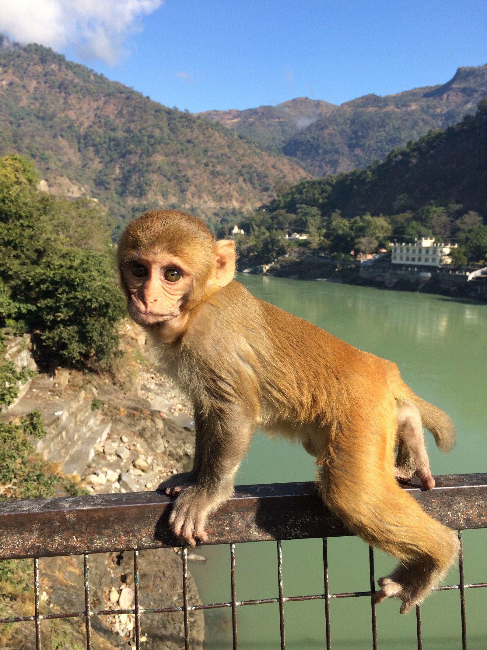iPhone 5s back camera 4.15mm f/2.2 sample photo. Monkey, cute, india photography