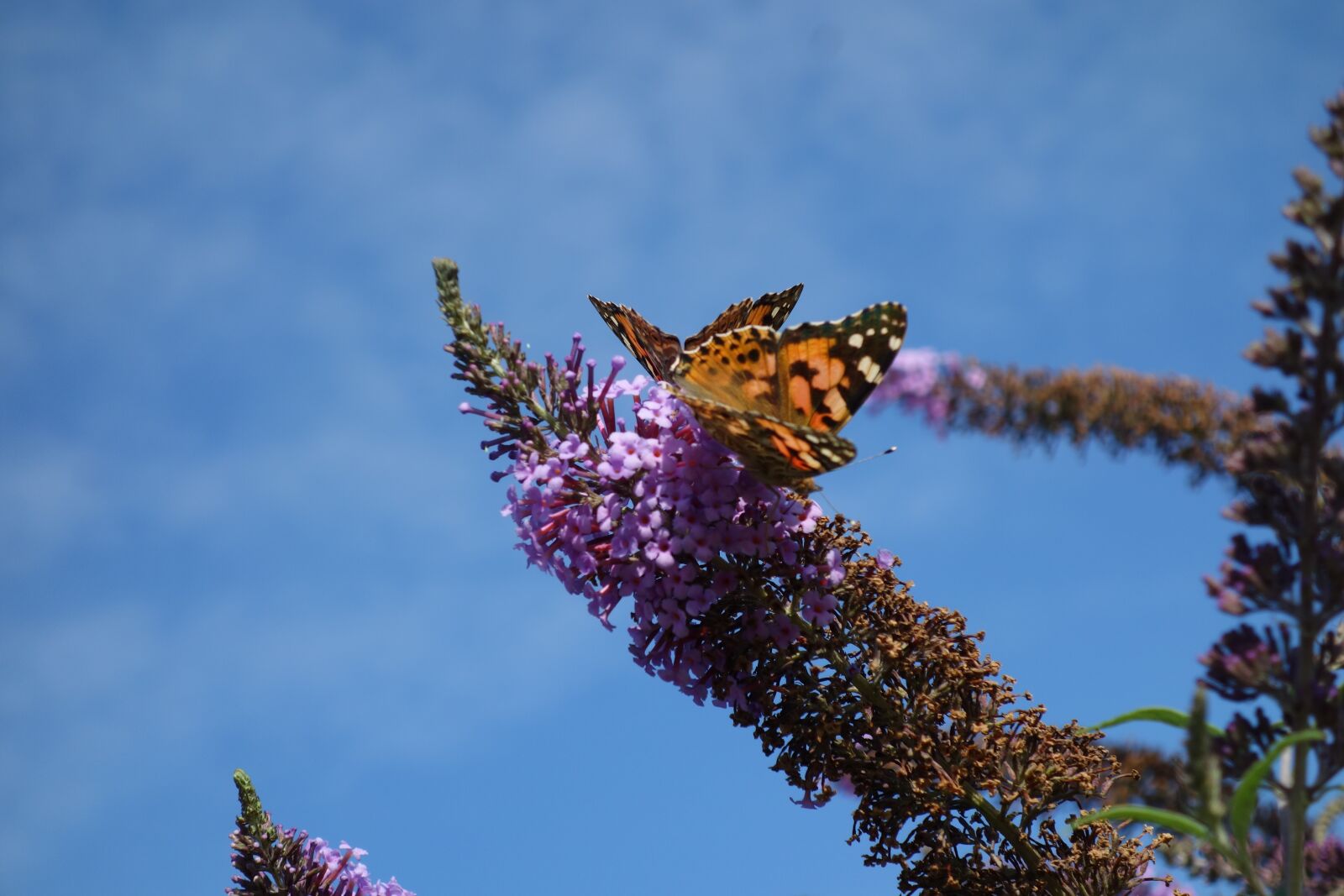 Sony Cyber-shot DSC-RX100 sample photo. Butterfly, flower, nature photography