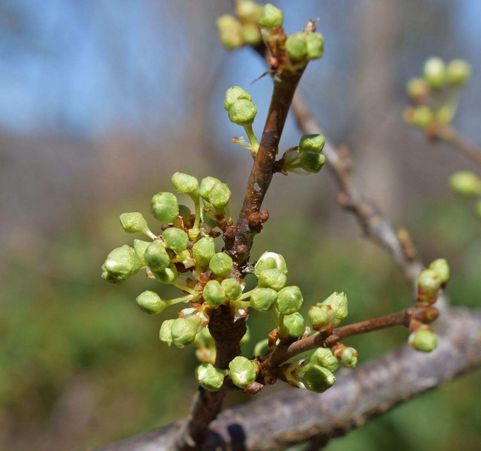 Nikon D3300 sample photo. Cherry blossom buds, showing photography