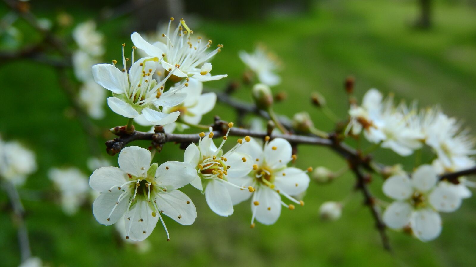 Nikon Coolpix P610 sample photo. Prunus spinosa, blackthorn, spring photography