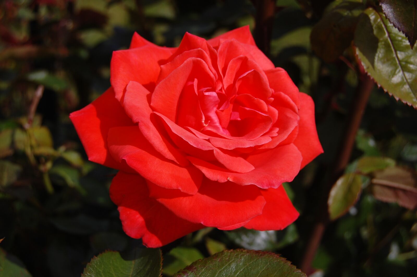 Nikon D40 sample photo. Pink, red, garden photography