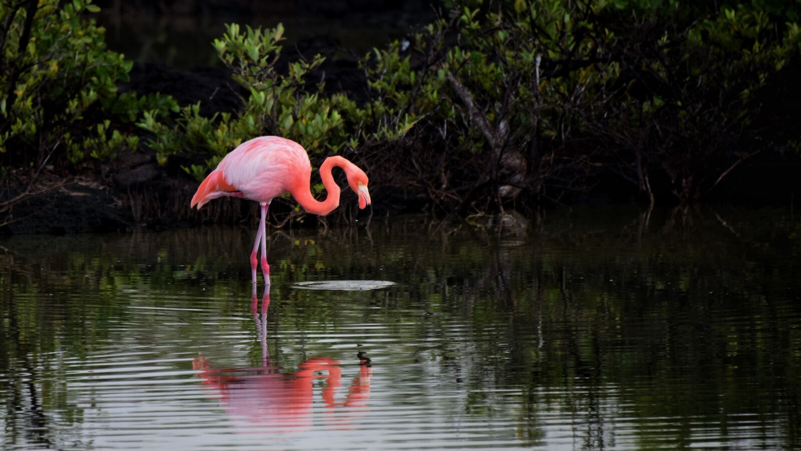 Nikon D810 sample photo. Flamingo photography