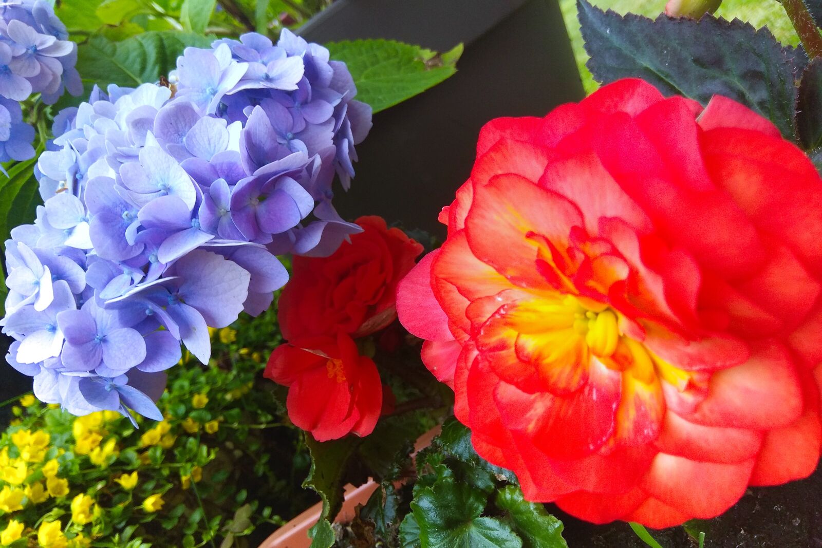 Xiaomi Redmi Note 4 sample photo. Flower, garden, nature photography