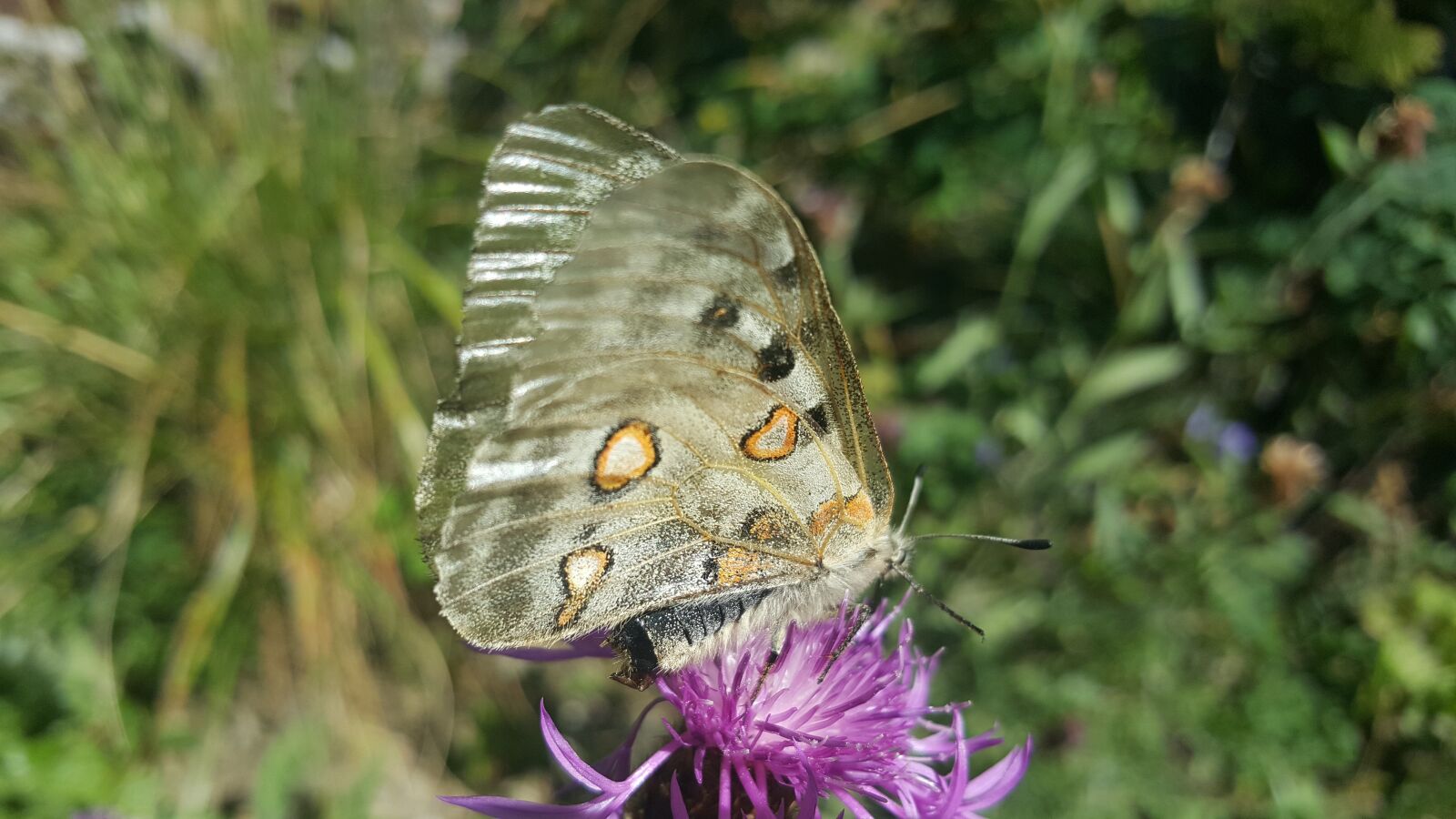 Samsung Galaxy S6 sample photo. Butterfly, nature, wings photography
